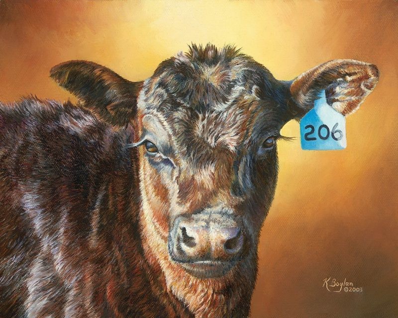 Angus Calf 206 – Karen Boylan Fine Art